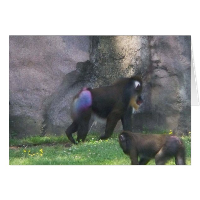 Cartão Bumbum do macaco (Frente Horizontal)