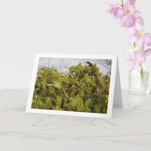 Cartão Bunny Ears Cactus, Opuntia Microdasys (Orquídea)