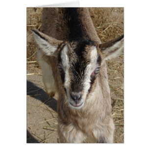 Cartão Bunny, O Cabra