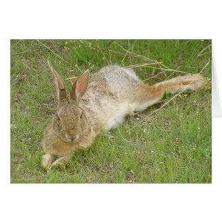 Cartão Bunny On Break
