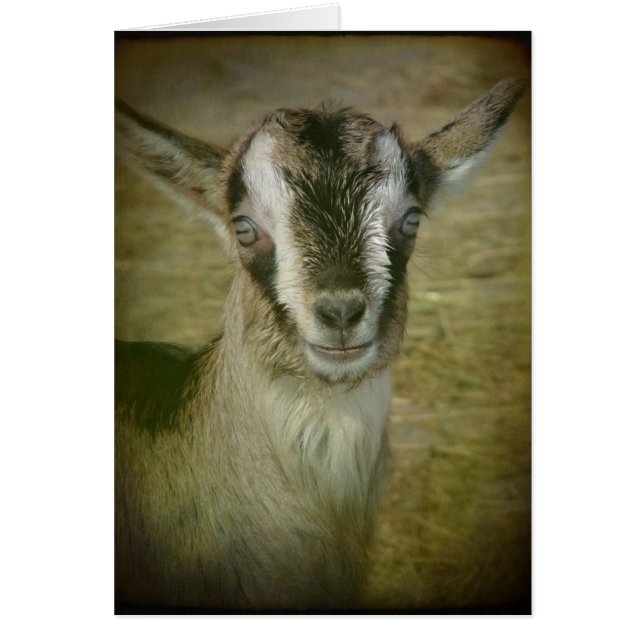 Cartão Bunny the Goat (Frente)