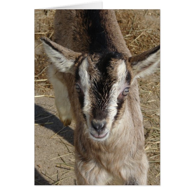 Cartão Bunny The Goat (Frente)