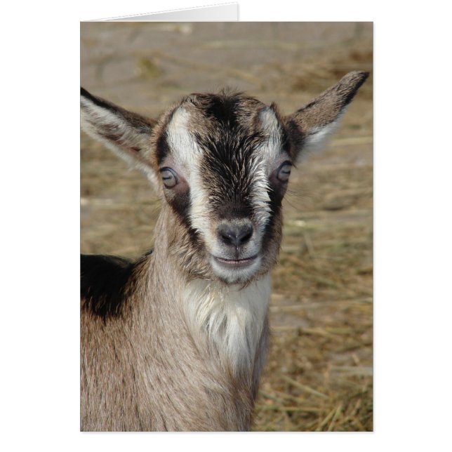 Cartão Bunny the Goat (Frente)