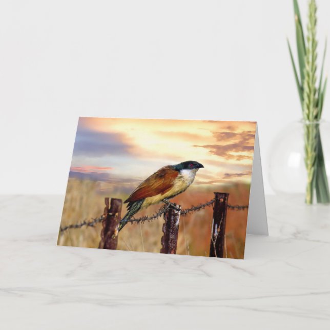 Cartão Burchell’s Coucal cuckoo bird (Frente)