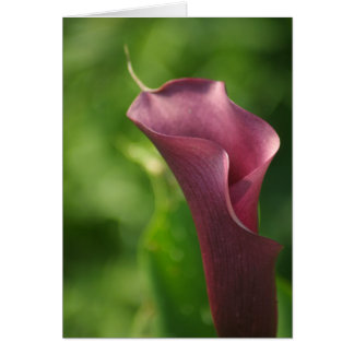 Cartão Burgandy Calla Lily