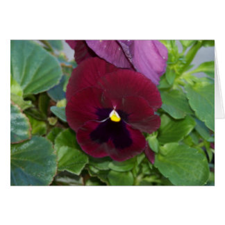 Cartão Burgundy Pansy