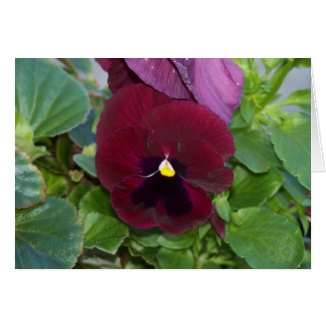 Cartão Burgundy Pansy (Frente horizontal)