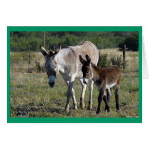 Cartão Burra e Burrito #1