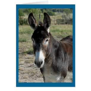 Cartão Burro