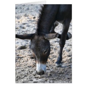 Cartão Burro