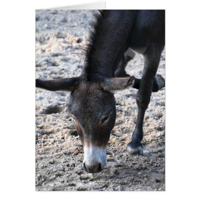 Cartão Burro (Frente)