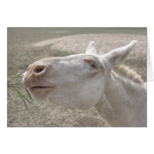 Cartão Burro Branco Austríaco-Húngaro