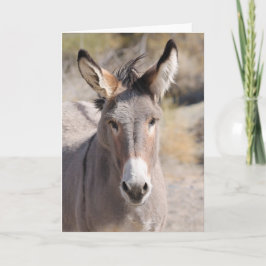 Cartão Burros Selvagens da Califórnia