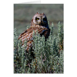 Cartão Burrowing Owl