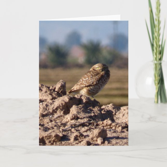 Cartão Burrowing Owl Greeting Card (Frente)