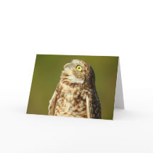 Burrowing Owl Notecard