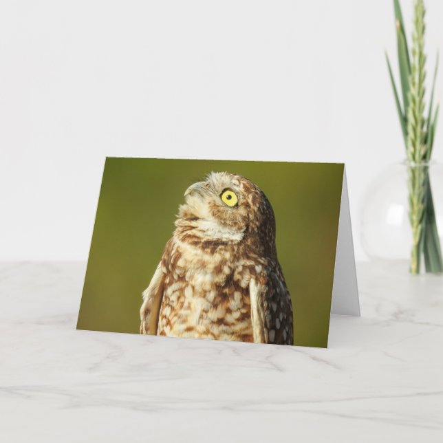 Cartão Burrowing Owl Notecard (Frente)