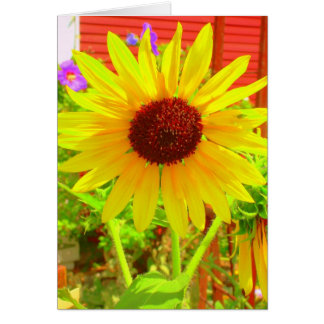 Cartão Burst of Sunshine