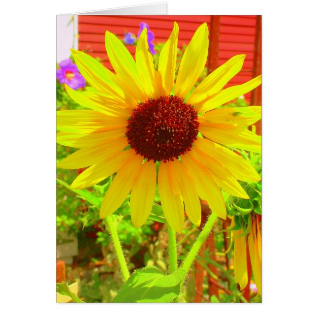 Cartão Burst of Sunshine (Frente)