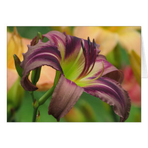 Cartão Busca de Starman - Daylily