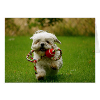 Cartão Buscando a papoila