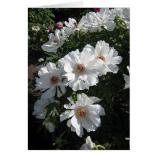 Cartão Bush das peônias brancas