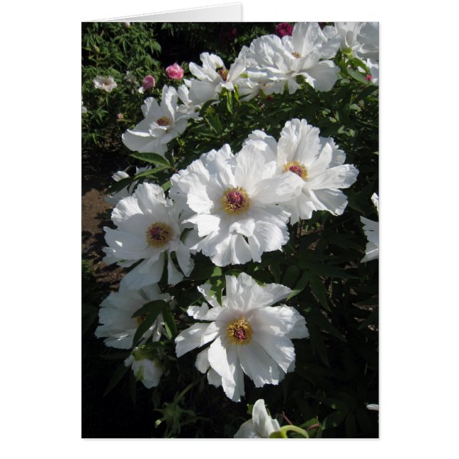 Cartão Bush das peônias brancas (Frente)