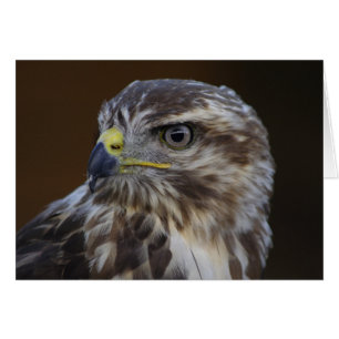Cartão Buteo buteo