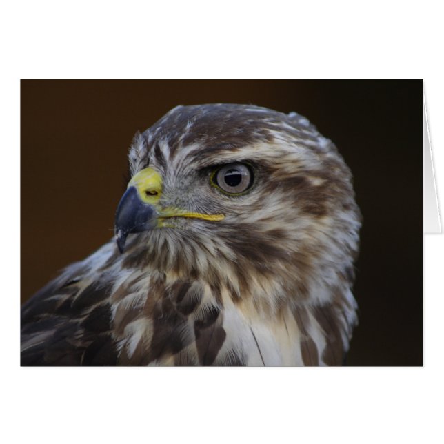 Cartão Buteo buteo (Frente horizontal)