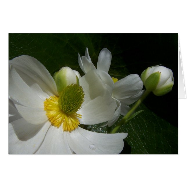 Cartão Buttercamp (Frente Horizontal)