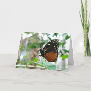 Cartão Butterfly #1