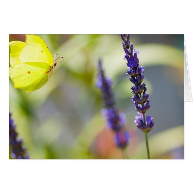 Cartão butterfly dentro voo (Frente Horizontal)