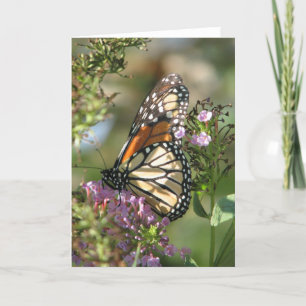 Cartão Butterfly Garden Series