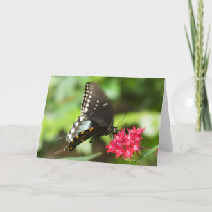 Cartão "Butterfly on Red Pentas." Greeting Card