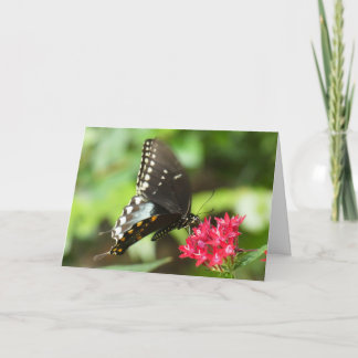 Cartão "Butterfly on Red Pentas." Greeting Card