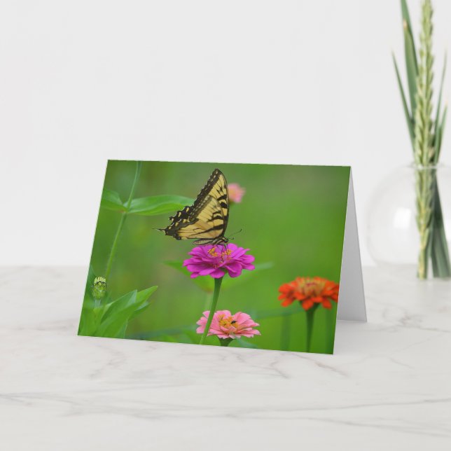 Cartão Butterfly On Zinnia Notecard (Frente)