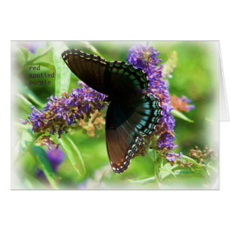 Cartão butterfly_red_spotted_purple_0233_Paint