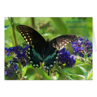 Cartão butterfly_spicebush_1769x_Paint