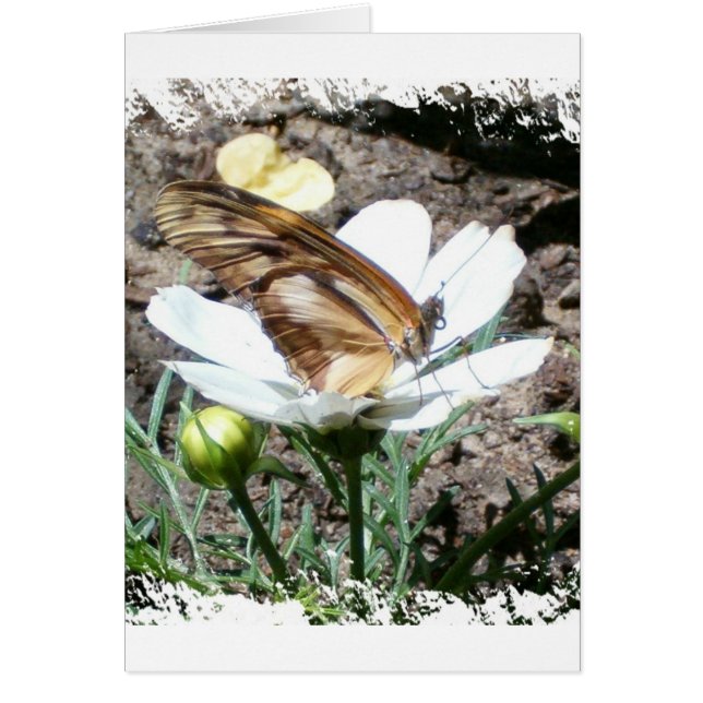 Cartão Butterly na flor (Frente)