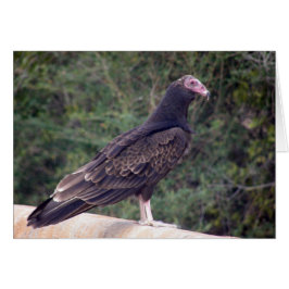 Cartão Buzzard - Ainda bem que se sente melhor