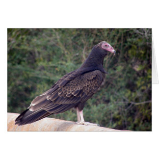 Cartão Buzzard - Ainda bem que se sente melhor