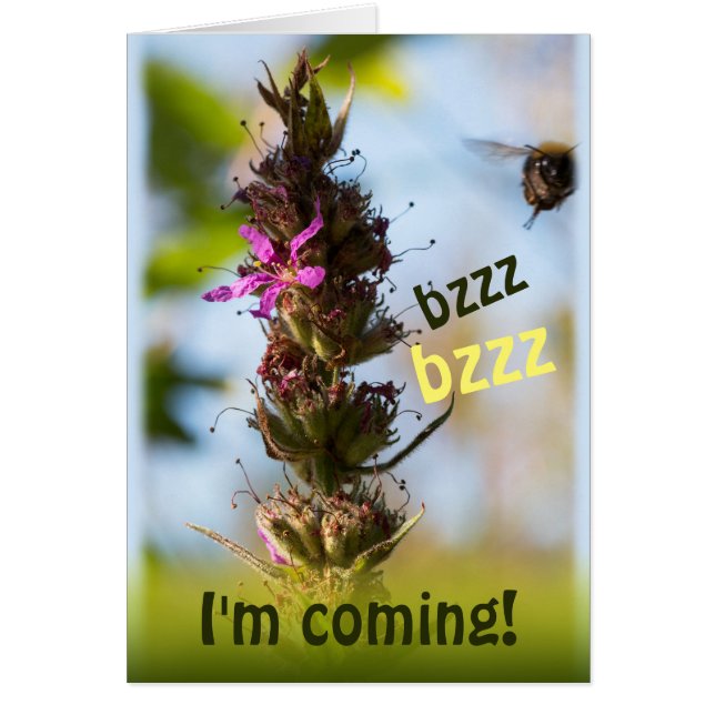 Cartão Bzzz, estou indo! CC0764 Loosestrife & Bumblebee (Frente)