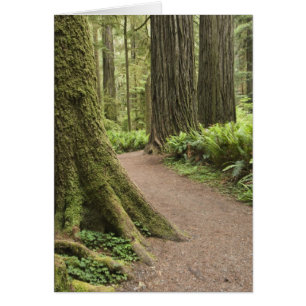 Cartão CA, Jedediah Smith State Park, Simpson-Reed