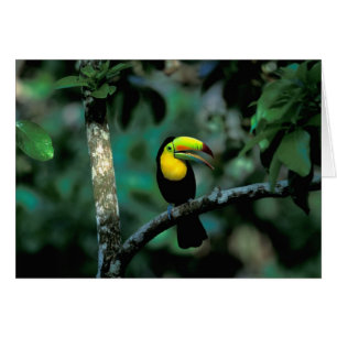 Cartão CA, Panamá, Soberania NP, Tucano com bico Keel