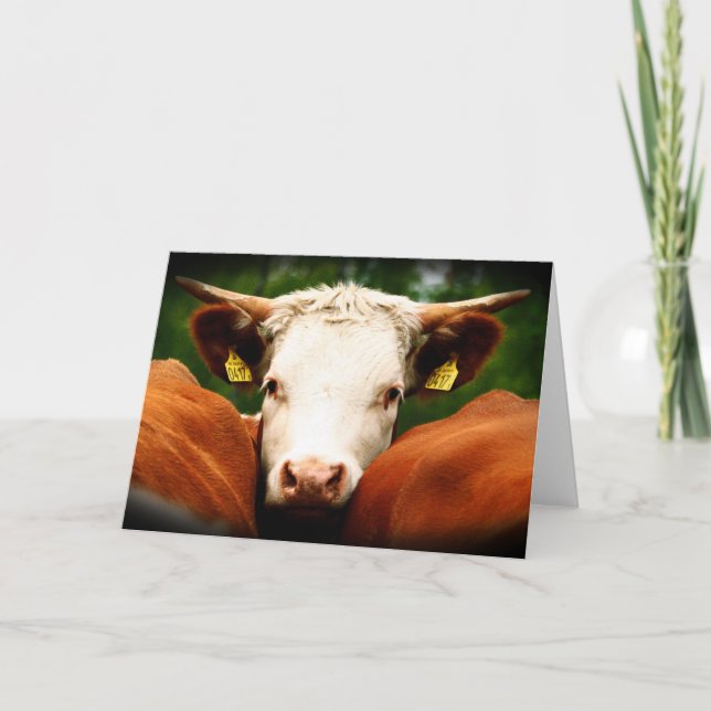 Cartão Cabeça das vacas (Frente)