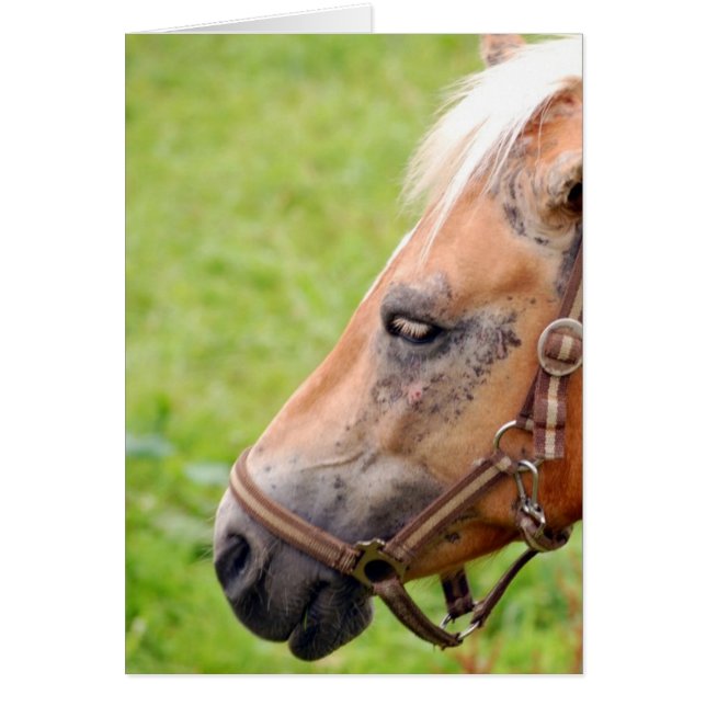 Cartão Cabeça de cavalo 003 (Frente)