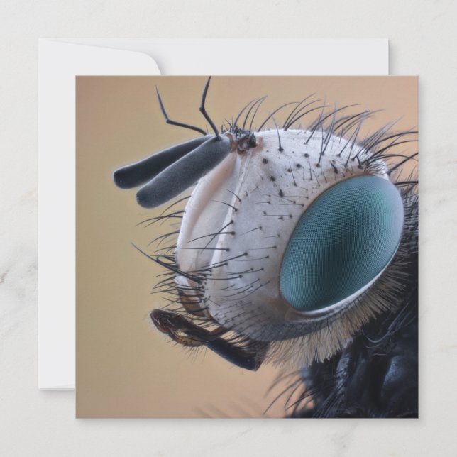 Cartão Cabeça de Inseto de Insetos de Fechamento (Frente)