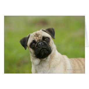 Cartão Cabeça de Pug Batida Olhando para a Câmera