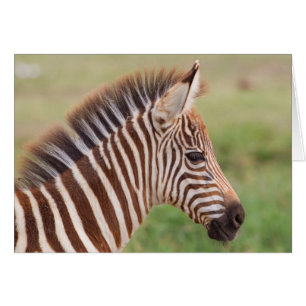 Cartão Cabeça de zebra bebê, Tanzânia