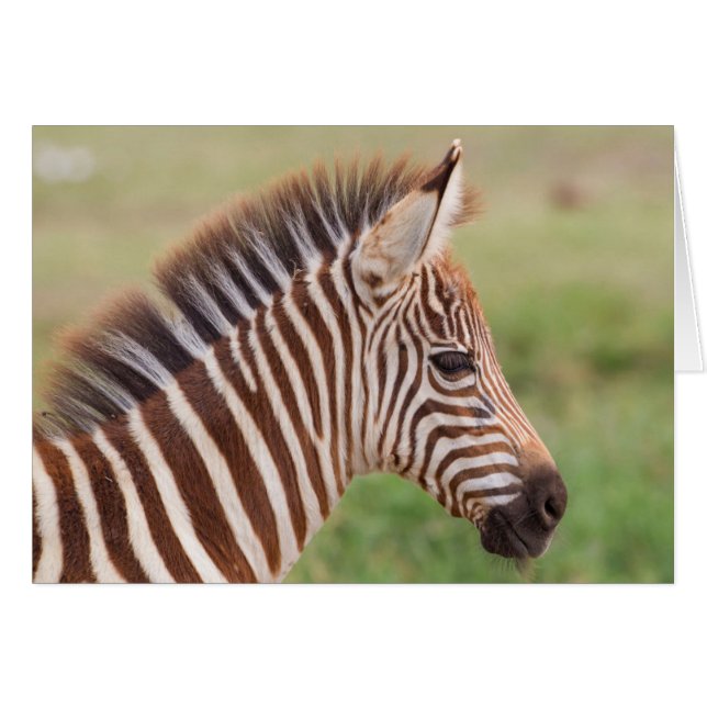 Cartão Cabeça de zebra bebê, Tanzânia (Frente Horizontal)